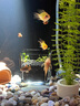 尼奥光 NEO-HELIOS鱼缸灯水草灯LED灯S3proRGB植物光谱 13W新款尼奥S3pro+【高亮自然版双倍亮度】 实拍图
