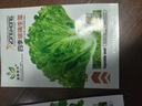 蔬菜种子四季播盆栽阳台庭院香菜生菜菠菜萝卜葱简单易种籽孑大全 四季玻璃生菜约290粒 实拍图