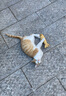 华元宠具（hoopet）猫玩具猫咪薄荷仿真鱼逗猫棒自嗨解闷消耗体力磨牙神器猫宠物用品 实拍图