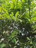 洁丽雅（Grace）一次性印花洗脸巾干湿两用洁面巾珍珠纹6包 60抽/包 实拍图