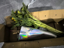 【向日葵】生日礼物鲜切花云南基地直发新鲜太阳花鲜花毕业花束 向日葵5枝 中大花 中大花向日葵 实拍图