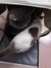 BNBNO猫包外出便携狗狗双肩猫咪背包宠物书包透气帆布笼子猫袋宠物用品 晒单实拍图