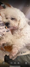 网易严选犬粮 全价三拼鸭肉梨狗粮冻干中大型幼犬成犬通用去泪痕泰迪10kg  实拍图
