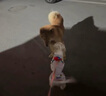 普安特宠物猫咪驱虫药驱虫体内体外驱虫跳蚤犬虱非泼罗尼爱滴克套装 实拍图