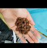 诚实一口经典N33全期全价小型犬犬粮狗粮 狗干粮 天然无谷高蛋白 2kg*1袋 实拍图