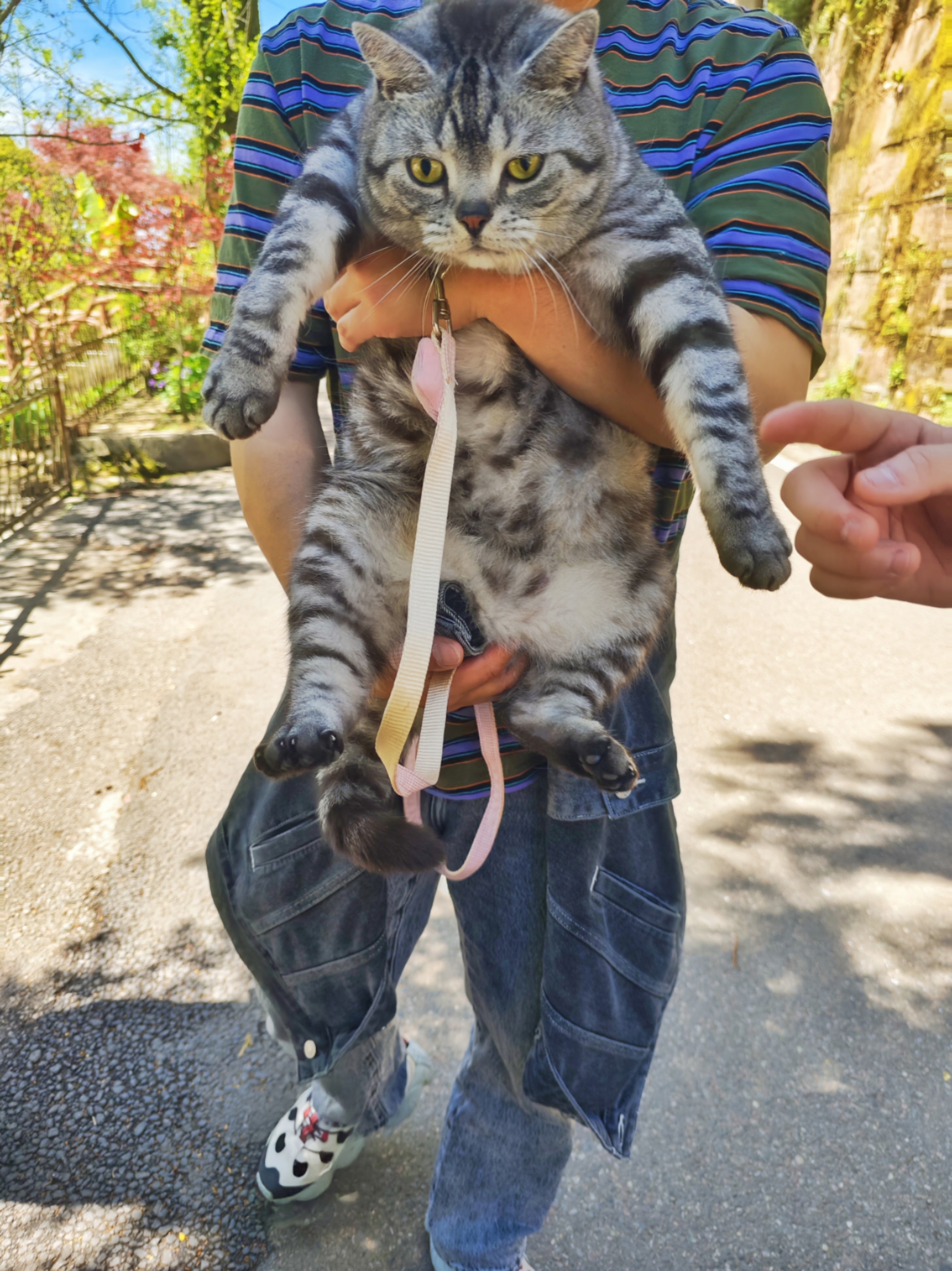 OSKV猫包外出便携宠物猫咪狗狗斜挎包猫书包单肩猫袋小型犬背包宠物包 单肩包/送垫子-米黄色 实拍图