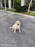 澳宝成犬狗粮工作犬训练狗粮全价成犬粮 2.5kg 实拍图
