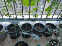 墨斗鱼花盆加仑盆加厚高款3加仑*2多肉绿萝月季盆栽树脂塑料简约带托盘 实拍图