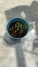 IAM City Farmer薄荷DIY趣味种植盆栽桌面种植可食用薄荷种子儿童小盆栽好种易活 实拍图