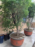 树葡萄苗果树嘉宝果苗正宗沙巴加宝果南北方四季庭院名贵种植盆栽 沙巴50-60cm高/带叶带土发货 111cm(含)-140cm(含) 实拍图