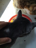 七彩缦七彩缦冻干猫粮5斤2.5kg宠物幼猫成猫全阶段流浪20猫咪主粮深海鱼 32%粗蛋白冻干多拼猫粮5斤 实拍图