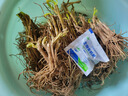 新韭菜根香韭菜根小叶韭菜根大叶韭菜根四季可栽好养活的庭院绿植 小叶韭菜根100棵送肥 实拍图