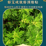 【6盒装】中葆堂艾草颈椎贴 艾草贴艾灸贴非老黑膏药贴12贴/盒 实拍图