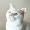 卫仕营养化毛膏120g 狗狗猫咪微量元素维生素鱼油去毛吐毛化毛球片 实拍图
