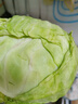 新鲜甘蓝包菜卷心菜新鲜嫩绿莲花白现摘现发早餐减脂 新鲜包菜 1斤 人工挑拣 实拍图