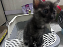 汪野君养猫新手套装猫砂盆铲喂食喂水器绒布猫窝猫砂用品组合基础四件套 实拍图
