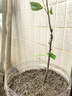 芥圃 释迦果树苗红释迦苗番荔枝树苗台湾凤梨释迦果苗盆栽地栽 台湾凤梨释迦苗【带土带叶】 1年苗  高度：20-40公分 实拍图