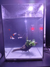 SUNSUN森森鱼缸石英加热棒 适用20-40L 恒温加热器 离水断电 100W 实拍图