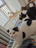 网易严选 宠爱相伴全价猫粮宠物主粮幼猫成猫全价粮猫咪食品 7.2kg 实拍图