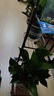 双盟绿萝盆栽除甲醛花卉绿植办公室新房净化空气180加仑4盆装源头直发 实拍图