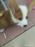 疯狂小狗中大型犬狗粮成幼犬彩虹魔方牛肉&青口贝犬粮100g 实拍图