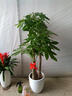 Only you【两小时达】发财树大型盆栽绿植花卉室内客厅办公室开业乔迁送礼 平安树 实拍图