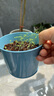 IAM City Farmer薄荷DIY趣味种植盆栽桌面种植可食用薄荷种子儿童小盆栽好种易活 实拍图