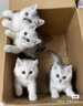 雷米高（RAMICAL）澳丽得 海洋鱼味全价幼猫成猫猫粮10kg(500g*20分袋）20斤 实拍图