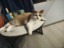 普安特宠物猫咪耳螨狗狗猫咪洗耳液马拉色菌复方制霉菌素膏欣尔宁尔加分 实拍图