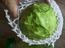圆白菜约1kg 实拍图