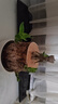 沭之美水培植物盆栽绿植巴西木9-10cm+陶瓷托盘+格鲁特+营养液 源头直发 实拍图