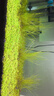 疯狂水草鱼缸造景水草泥和种子底砂装饰生态套餐水草用品 二代水草泥10斤+小对叶种子 实拍图