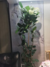 叹为观止大型植物发财树各种大颗盆栽开业乔迁客厅办公室内好养大型花卉 孟加拉榕【1.6-1.8米】 含盆 实拍图