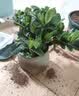 开时果 栀子花盆栽浓香型大花苗 四季懒人好养植物室内阳台庭院耐热花卉 加仑盆【90杯#栀子花】 实拍图