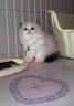【纯种】布偶猫仙女猫海双蓝双山双长毛猫蓝眼睛小猫咪幼崽猫活体 宠物级 【更多幼猫】联系客服挑选 公 实拍图