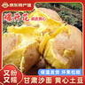 甘肃定西土豆马铃薯2025年新挖粉糯沙面高山洋芋黄心黄皮定西特产 净重9斤小果 每颗2两左右 实拍图