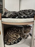 华元宠具（hoopet）猫爬架小户型猫抓桶不占地四季通用猫窝一体家用多层双层剑麻桶 【四季优选】剑麻猫抓桶-垫子*2 实拍图
