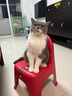 开饭乐鲜肉小方 猫主食猫湿粮猫罐头猫零食全价猫粮整8盒装 诺瑞鸡肉+三文鱼幼猫190gx8盒 实拍图