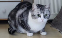 愛肯拿（ACANA）猫粮 海洋盛宴成猫幼猫粮 全价通用无谷进口鱼肉粮5.4kg效期26/2 实拍图