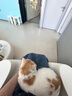 小宠肠胃宝宠物猫咪狗狗益生菌呕吐拉稀好粮伴侣 5g*10包 实拍图
