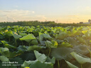 沃雷顿（VORLAD）追风200破风型弯把公路自行车禧玛诺14速铝合金车架公路车 白色 480mm（建议身高165-175cm） 实拍图