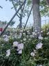 雅鹿 ins风学生床单单件 单人大学宿舍寝室上下铺被单双人居家床罩套 潮牌熊BFS 160cm*230cm 【床单单件】 实拍图