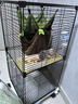 宠趣汇龙猫松鼠笼子柜笼超大号多层加密家用大别墅花枝鼠密袋鼬专用笼子 带轮2层【37_37_82】 基础款【托盘+爬梯+笼子】 实拍图