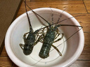 渔传播 鲜活小青龙大龙虾200-250g/只 2只装海鲜 保鲜不保活 源头直发 实拍图