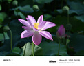 尼康（Nikon）Z 70-180mm f/2.8 全画幅 紧凑型 长焦变焦镜头 自动对焦   实拍图