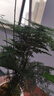 开时果 文竹盆栽桌面摆件盆景 办公室植物竹子水培绿植盆景源头直发包邮 【热销款】白玉圆陶盆+苔藓+底座 实拍图