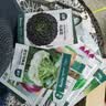 北蔬冬寒菜种子苗四川糯米大叶冬苋菜夏秋耐寒菜种籽 冬寒菜种子10g 晒单实拍图