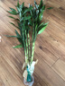 绿有意富贵竹水培植物转运竹花卉绿植室内盆栽绿水养带根鲜花发萝财 超值20棵】65-75cm买10+10 不含盆 实拍图