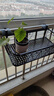 长万家花架置物架阳台铁艺悬挂栏杆花架多肉收纳花盆摆放绿萝装饰架 圆角50*25*12cm 实拍图