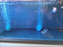 亚甲基蓝鱼药水族箱鱼缸消毒杀菌观赏鱼锦鲤白点烂身烂尾专用鱼药 200ml/瓶【5瓶】送量杯 实拍图